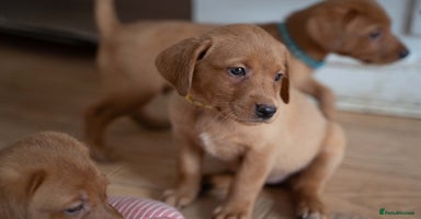 Labrador Retriever dogs - Advert 13