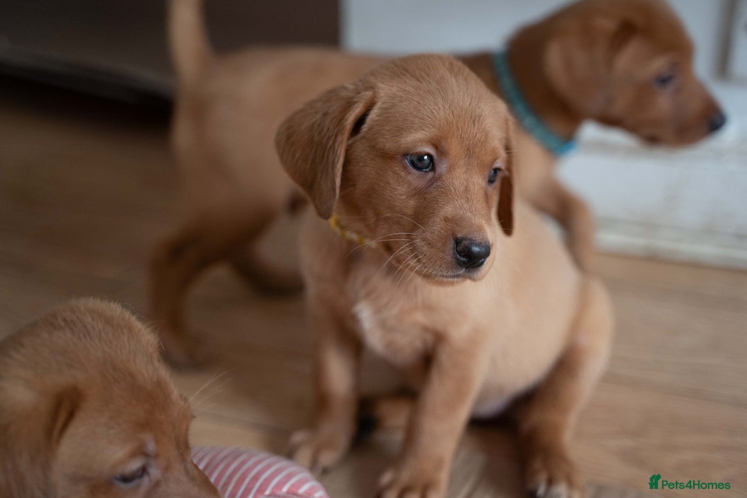Labrador Retriever dogs for sale: Stunning Fox Red Labrador Puppies For Sale - Image 3