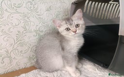 British Shorthair cats for sale: Gorgeous kittens for sale  - Image 17