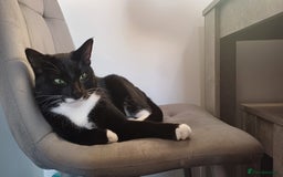 Mixed Breed cats for sale: No money wanted. 2 adult spay females need home - Image 6