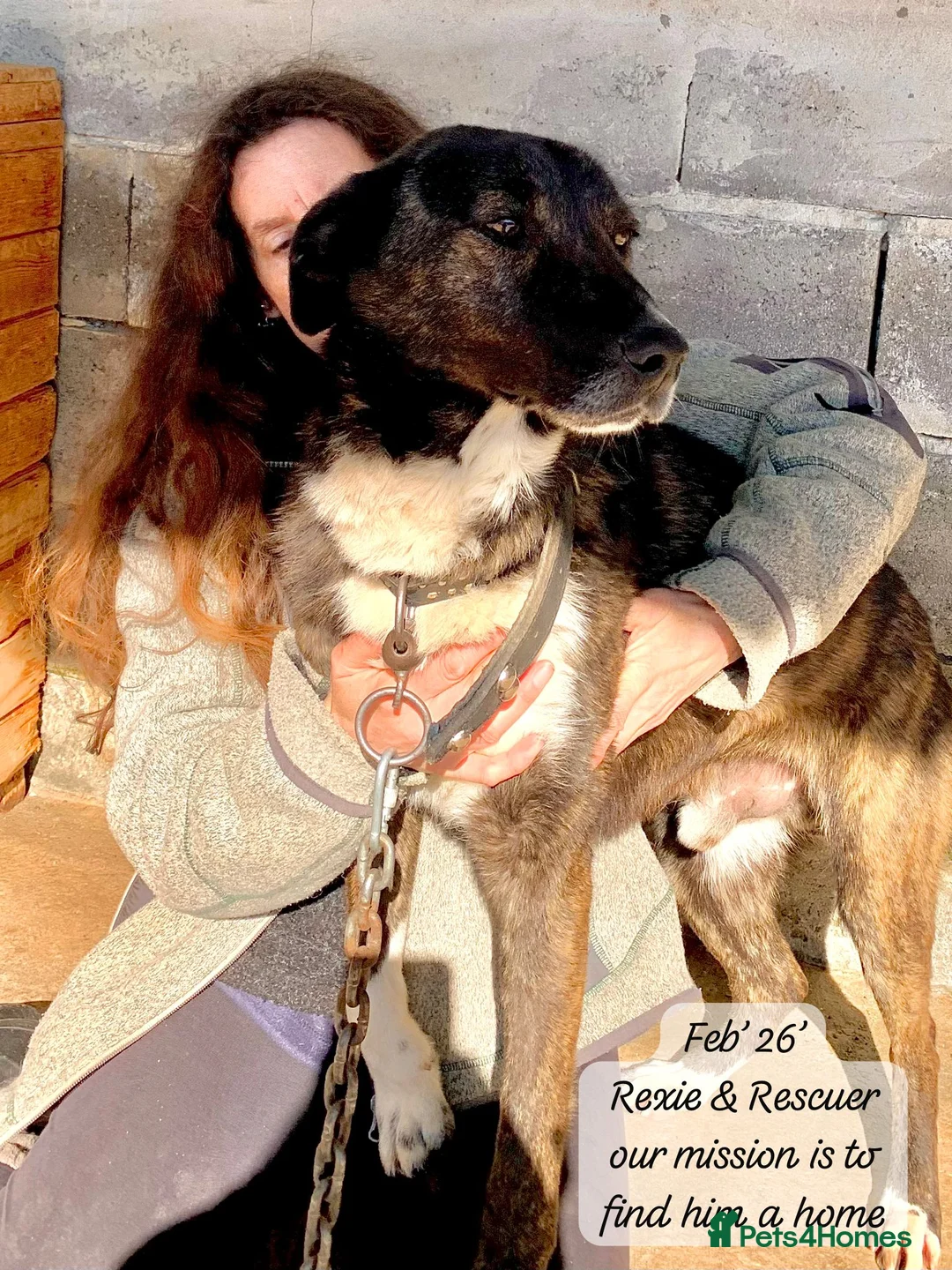 Mixed Breed dogs for adoption: Rexie, 5 yrs approx. Reserved STC. in Brixham - Advert 2