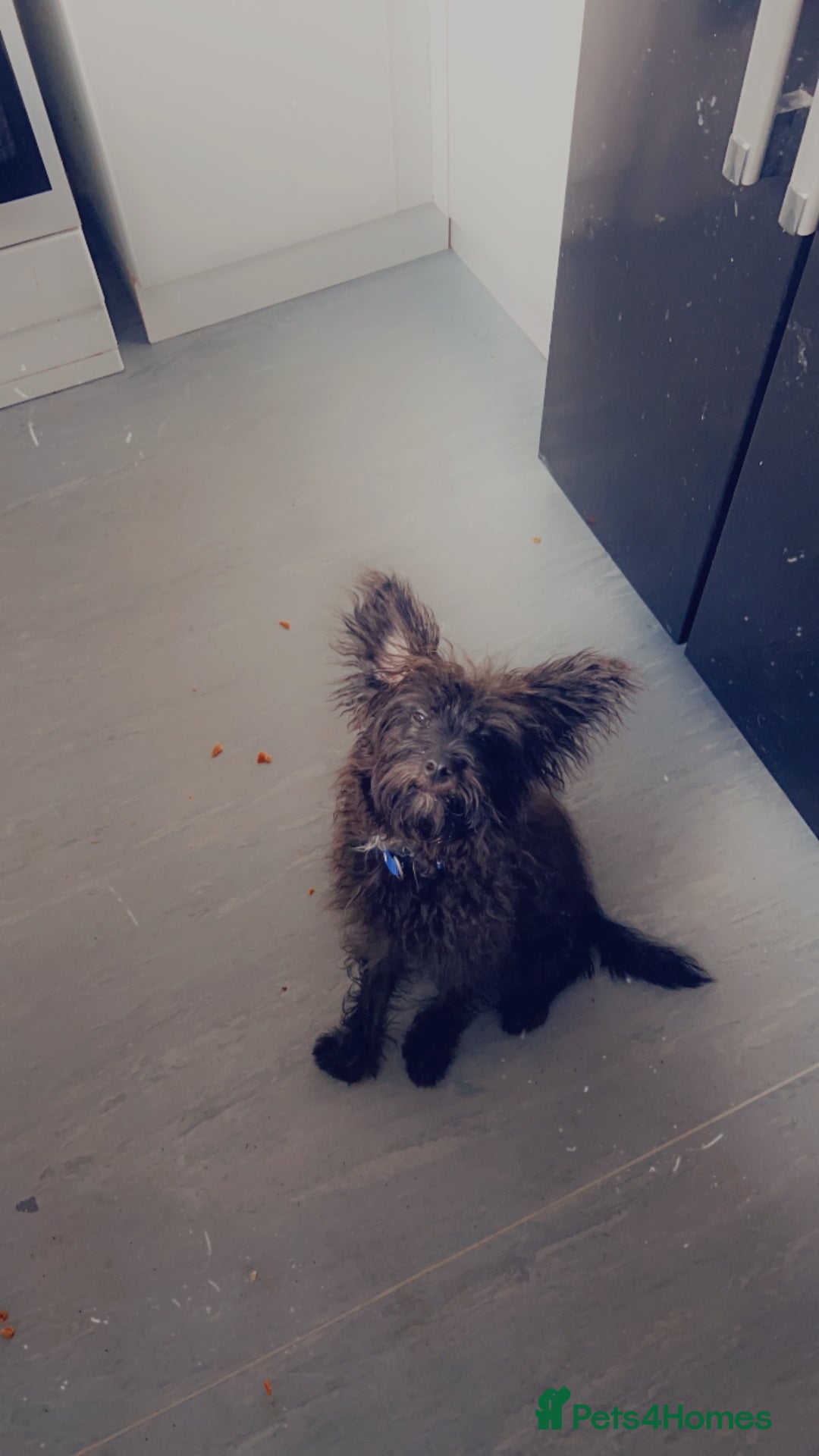 Mixed Breed dogs for sale: Rehoming male and female - Image 11