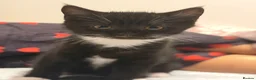 British Shorthair cats for sale: British short hair  - Advert 6