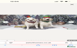 Goldador dogs for sale: Golden retriever X goldador  - Image 7