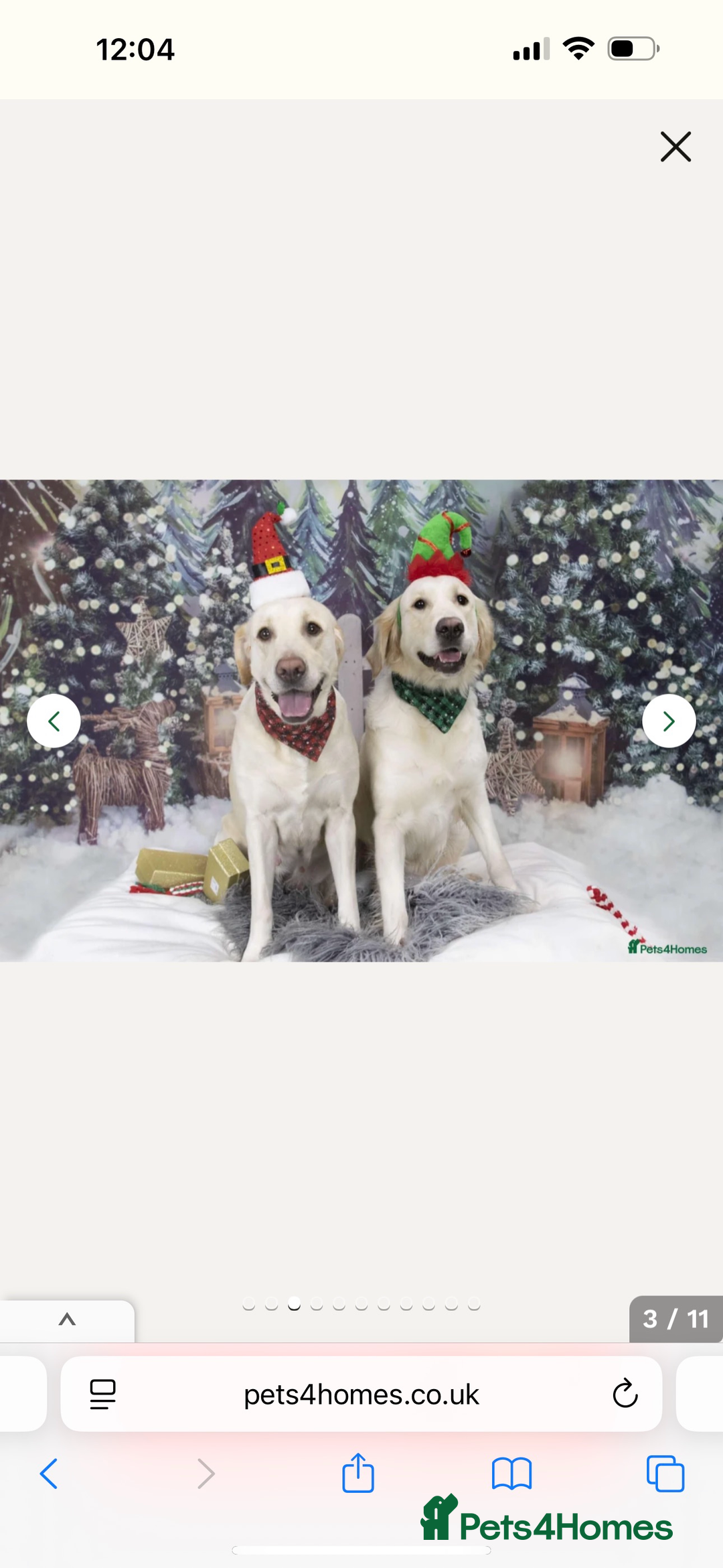 Goldador dogs for sale: Golden retriever X goldador  - Image 7