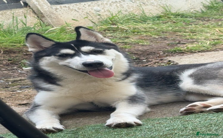 Siberian Husky dogs - Advert 4