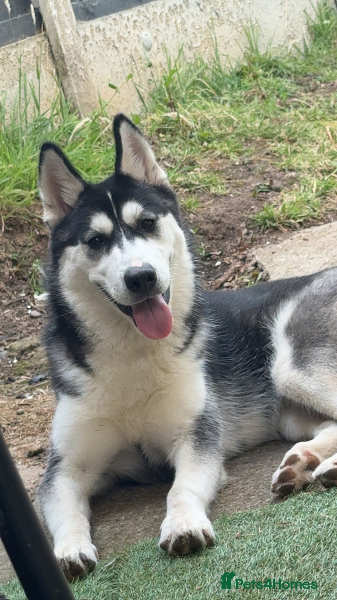 Siberian Husky dogs for sale: 7 month old siberian husky - Image 1