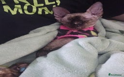 Sphynx cats for sale: Sphynx Cat Looking for a Loving Home - Image 2