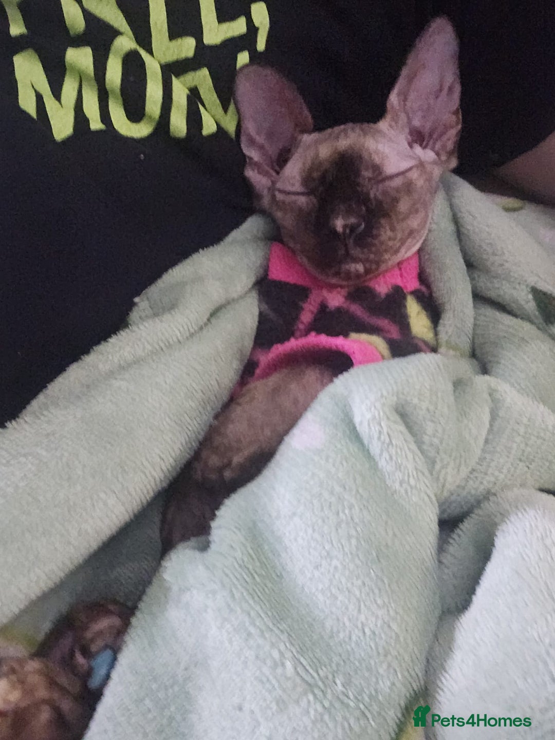 Sphynx cats for sale: Sphynx Cat Looking for a Loving Home - Image 2