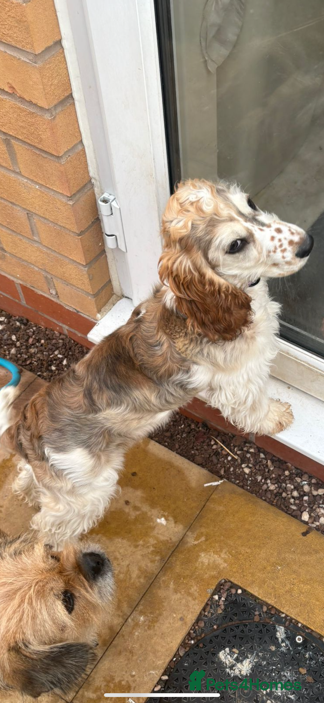 Cocker Spaniel dogs for sale: Kc 5 month old show cocker spaniel girl - Advert 2