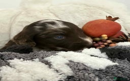 Mixed Breed dogs for sale: Double doodles  - Image 4