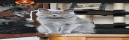 British Shorthair cats for sale: British Shorthair  in South Queensferry - Advert 6