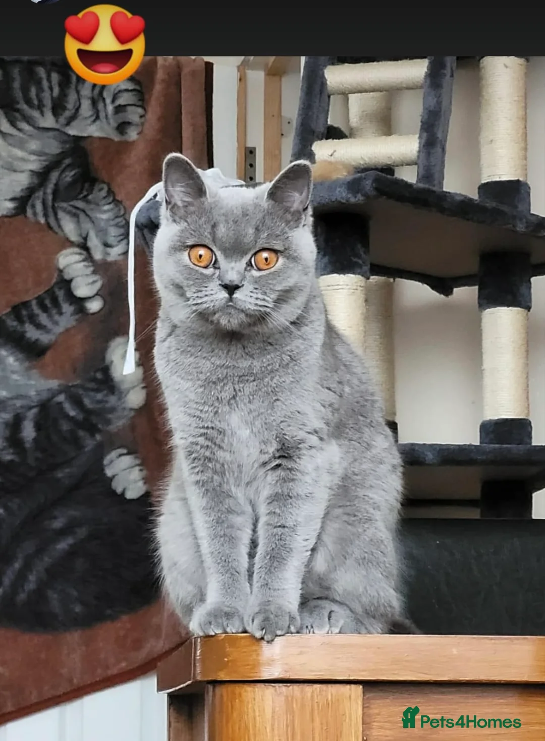 British Shorthair cats for sale: British Shorthair  in South Queensferry - Advert 6