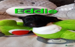 German Shepherd dogs for sale: Excellent Long-Haired German Shepherd Puppies-KC - Image 6