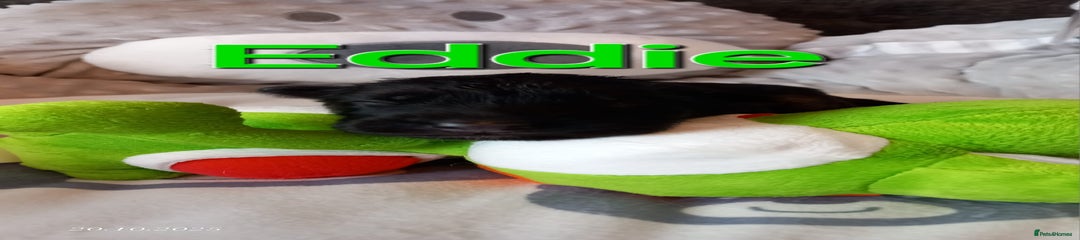 Green - Eddie