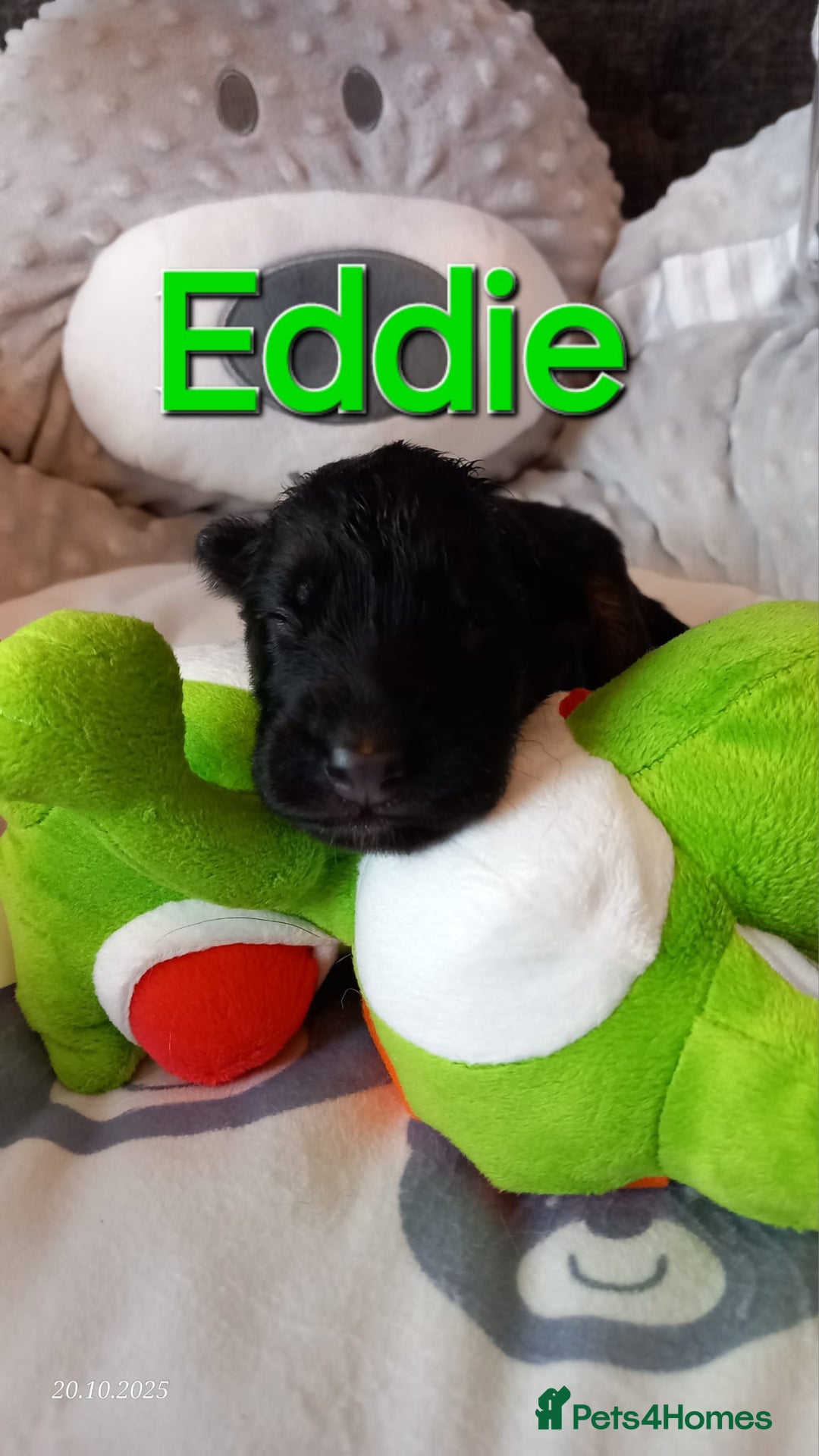 German Shepherd dogs for sale: Excellent Long-Haired German Shepherd Puppies-KC - Image 6