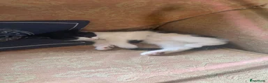 Domestic Shorthair 1