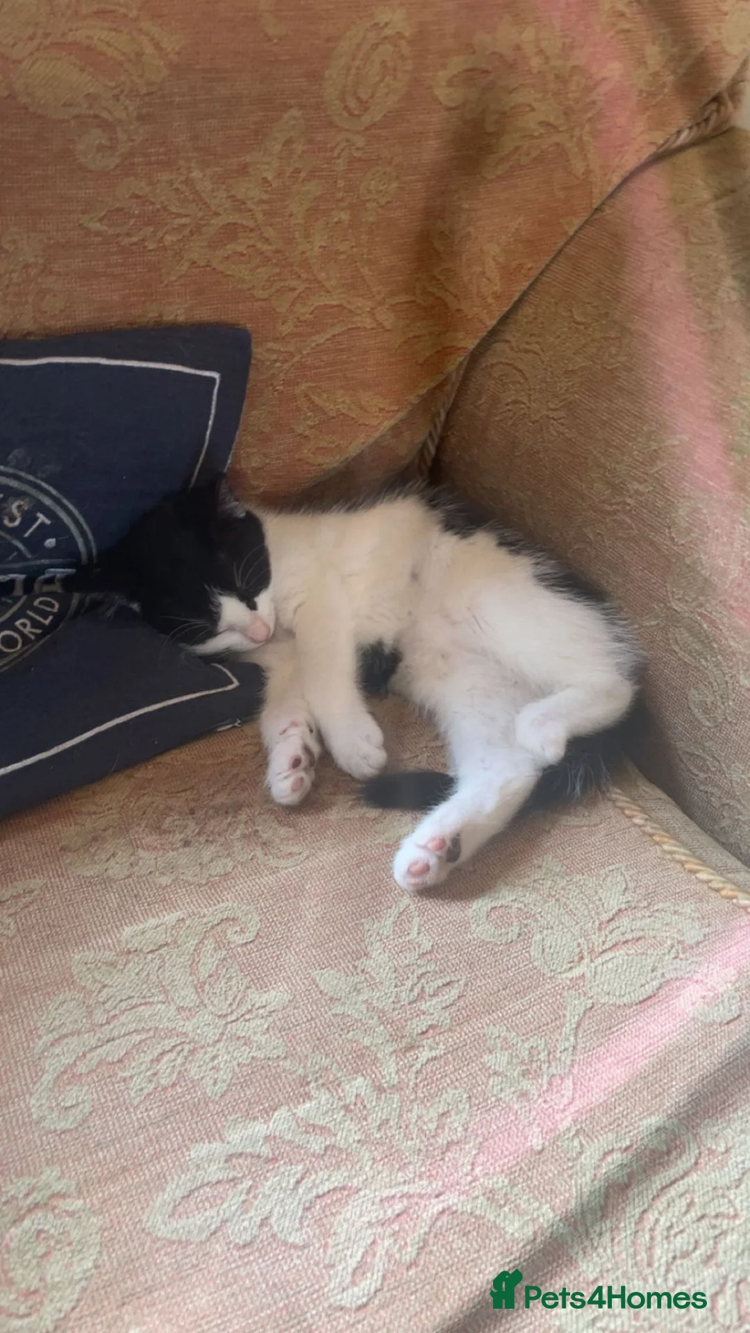 Domestic Shorthair cats for sale: 2 kittens for sale  - Advert 1
