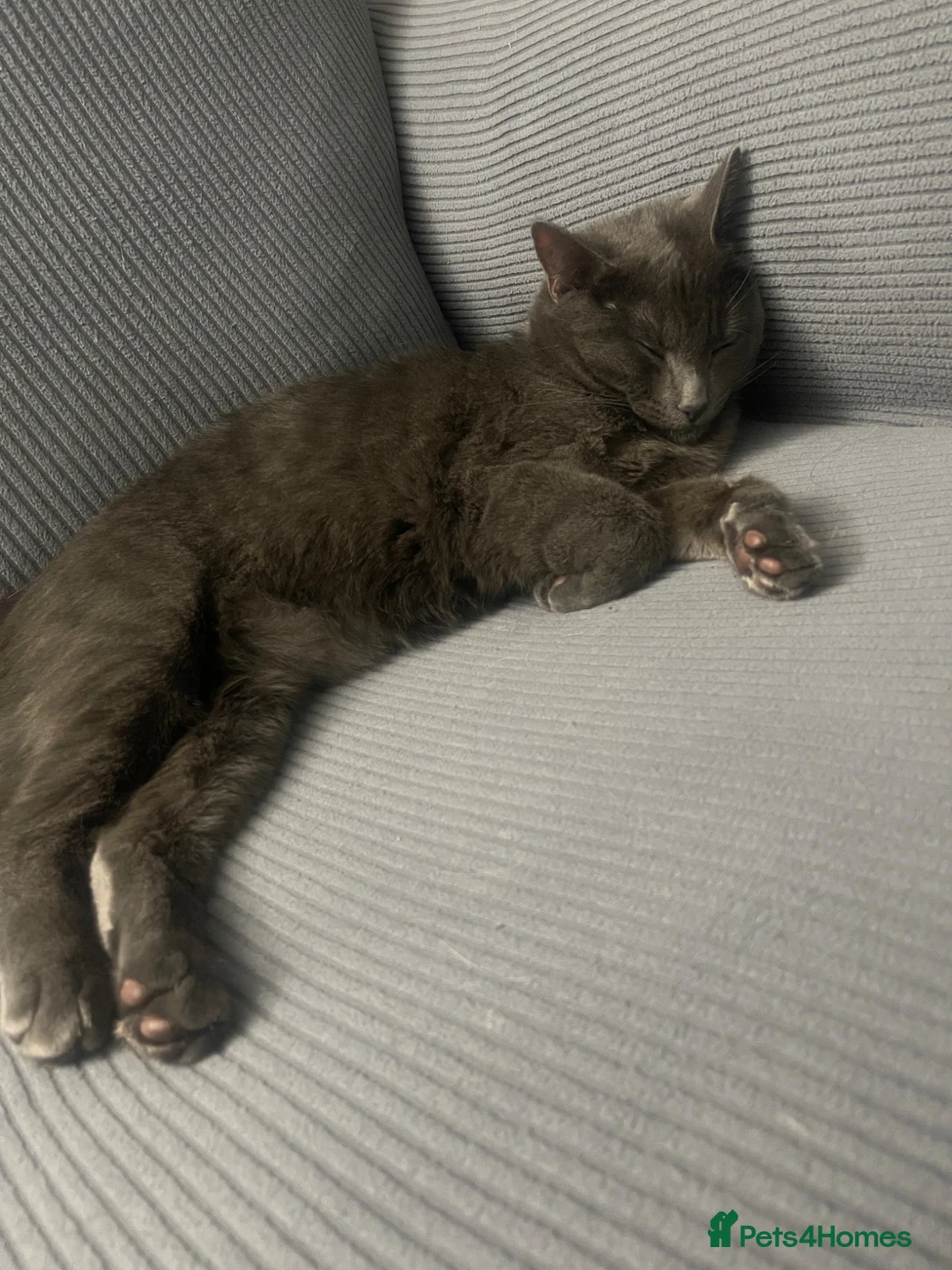 Mixed Breed cats for sale: Gorgeous, Lively British Shorthair Cross - Advert 2