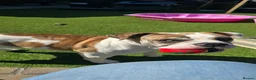 Mixed Breed dogs for sale: Marley in Blackpool - Advert 3
