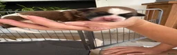 Shih Tzu dogs for sale: Beautiful Shih Tzu puppies  - Advert 15