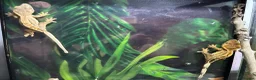 Gecko reptiles for sale: Baby Crested Geckos   - Advert 5
