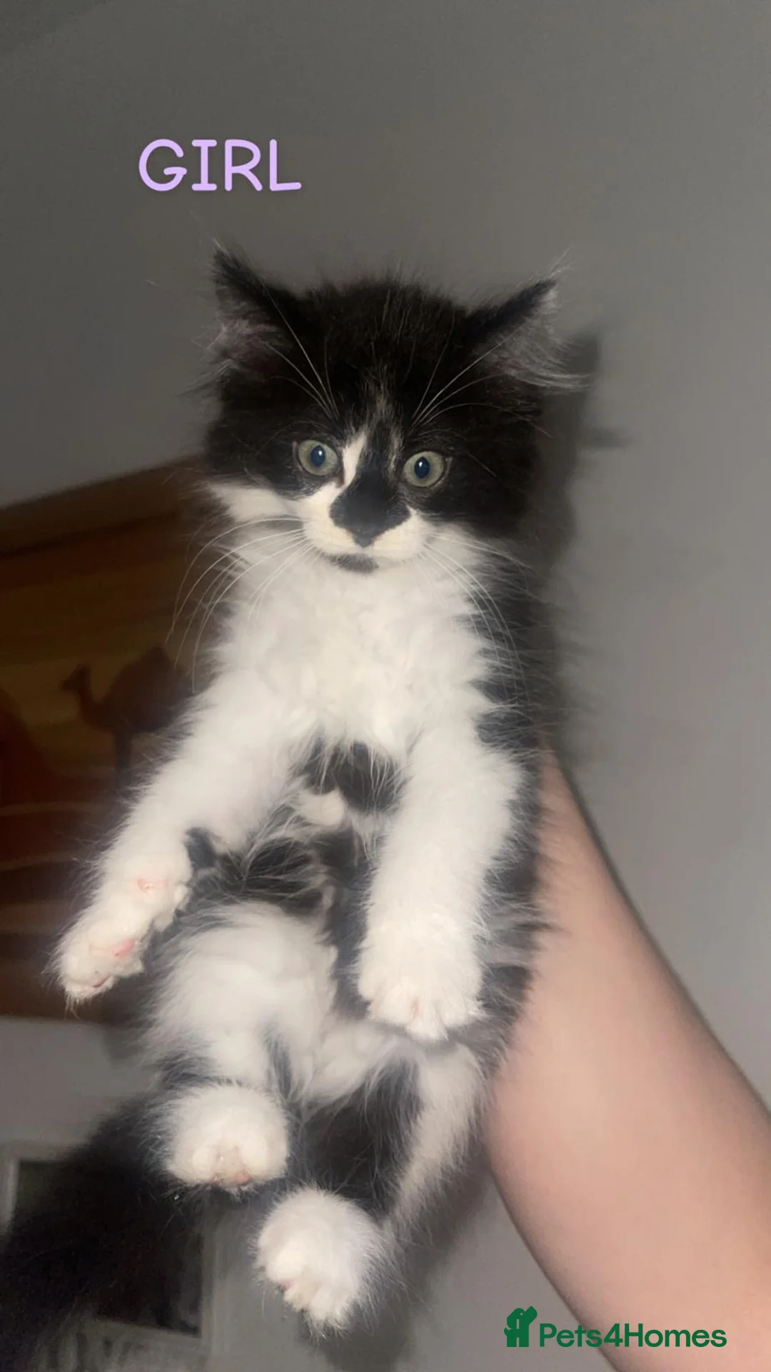 Mixed Breed cats for sale: Kittens for sale  in Oldham - Advert 2