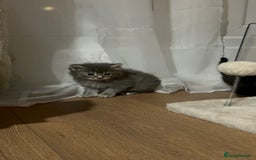 Chartreux cats for sale: American shorthair / chartreux  kittens - Image 6