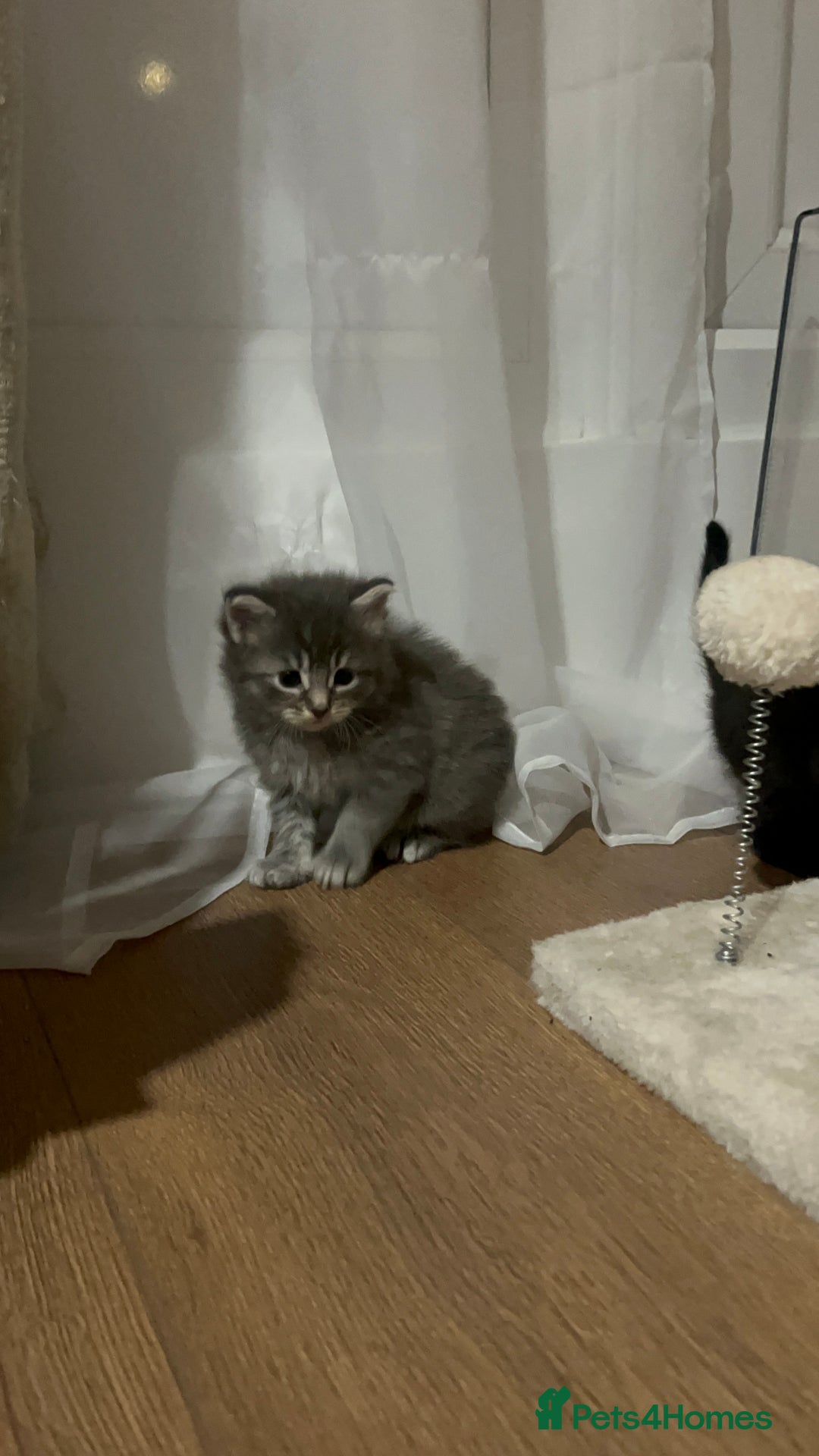 Chartreux cats for sale: American shorthair / chartreux  kittens - Image 6