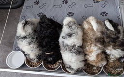 Poochon dogs for sale: Poochon pups ready now Rare colours - Image 1