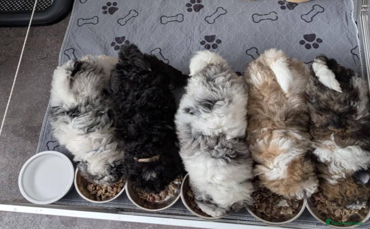 Poochon dogs - Advert 10