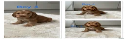 Cocker Spaniel dogs for sale: 🐾Beautiful Show Type Cocker Spaniel Puppies 🐾 - Advert 2