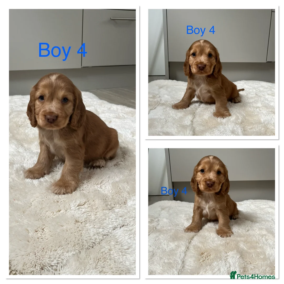 Cocker Spaniel dogs for sale: 🐾Beautiful Show Type Cocker Spaniel Puppies 🐾 - Advert 2
