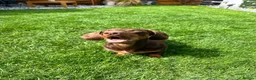 Dachshund dogs for stud: Ralph Chocolate Tan Miniature Dachshund for Stud  - Advert 3