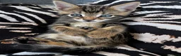 Bengal cats for sale: Bengal x Maine Coon Kittens - Advert 10