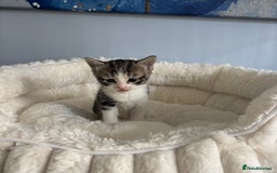 Domestic Shorthair cats for adoption: -Adopt from Cats in Crisis East London  - Image 13