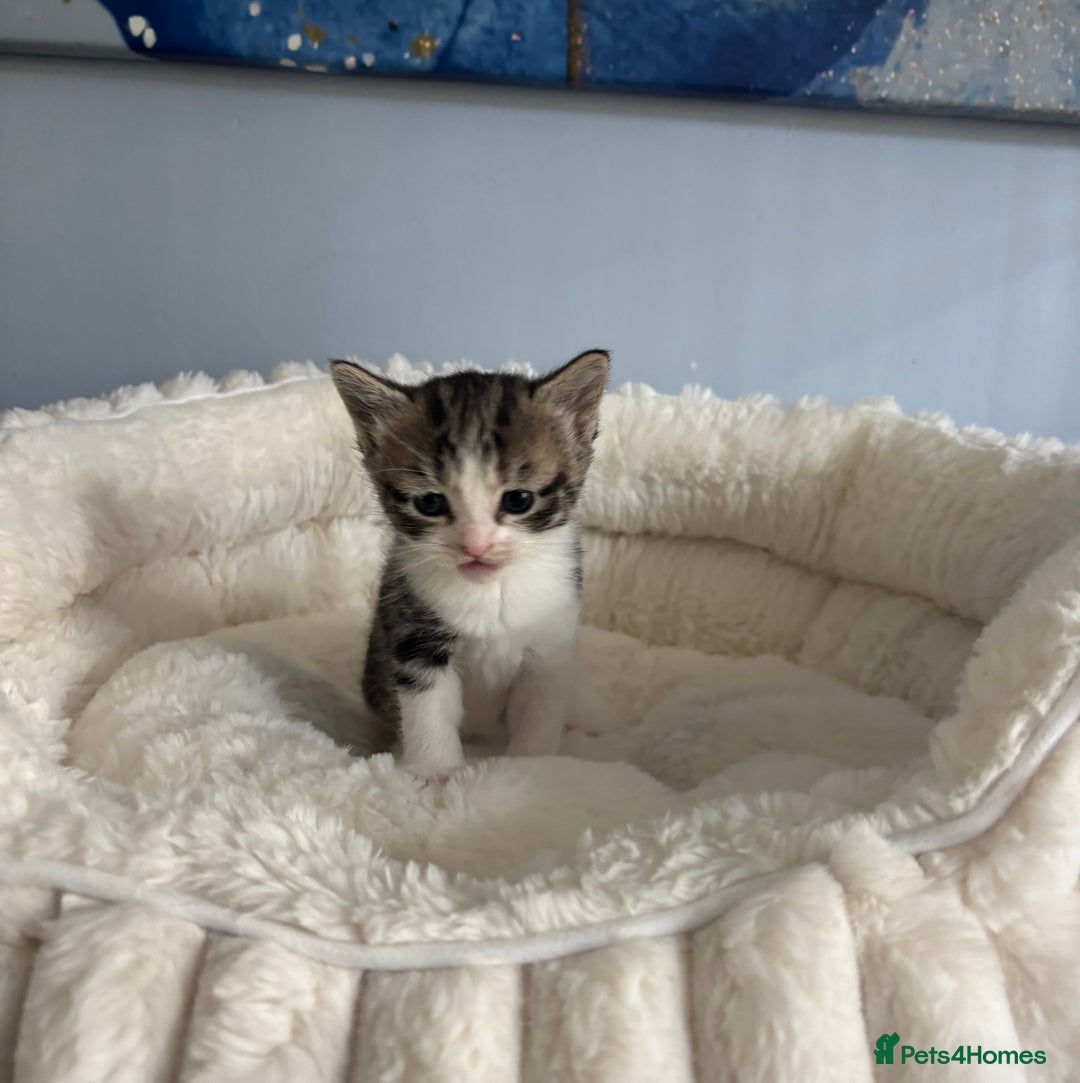 Domestic Shorthair cats for adoption: -Adopt from Cats in Crisis East London  - Image 13