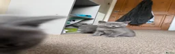 British Shorthair cats for sale: 3 Stunning British Shorthair Kittens Available - Advert 4