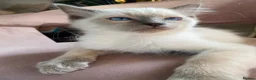 Ragdoll cats for sale: Adorable purebred Ragdolls  - Advert 22