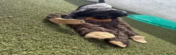 Cocker Spaniel dogs for sale: Beautiful black working cockers - Advert 16