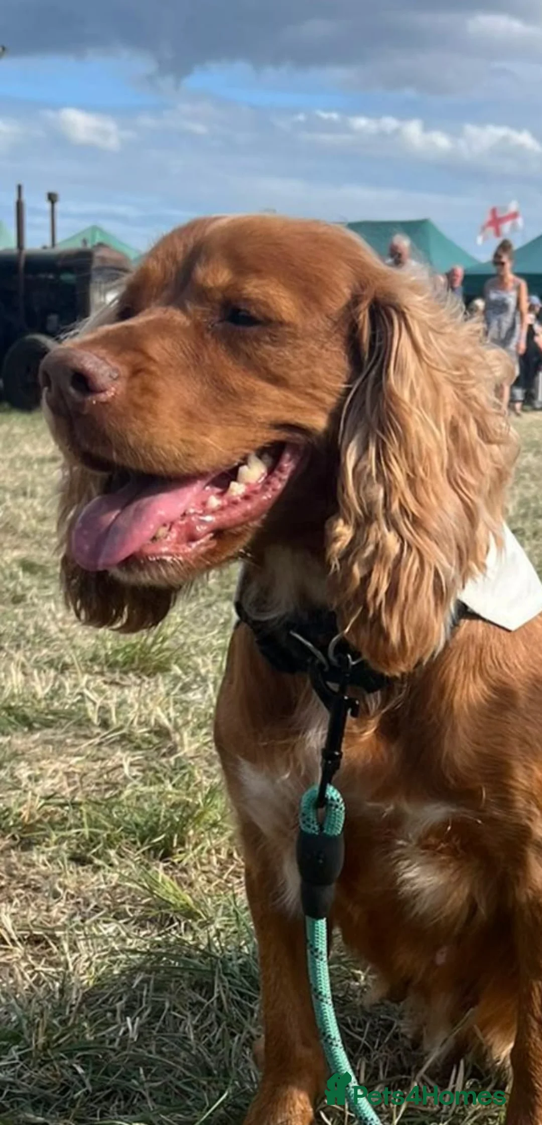 Cocker Spaniel dogs for sale: Working type Cocker Spaniel  - Advert 1