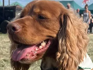 Cocker Spaniel dogs Working type Cocker Spaniel - Advert 1