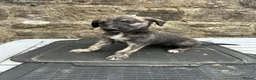 Lurcher dogs for sale: Bedlington whippet lurcher pups - Advert 8