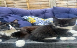 Ragdoll cats for sale: 3 Male Kittens Ragdoll X Turkish Angora  - Image 3