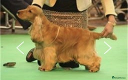 Cocker Spaniel dogs for sale: KC Reg show Type Cocker Spaniels VILLASPANIOL sire - Image 24