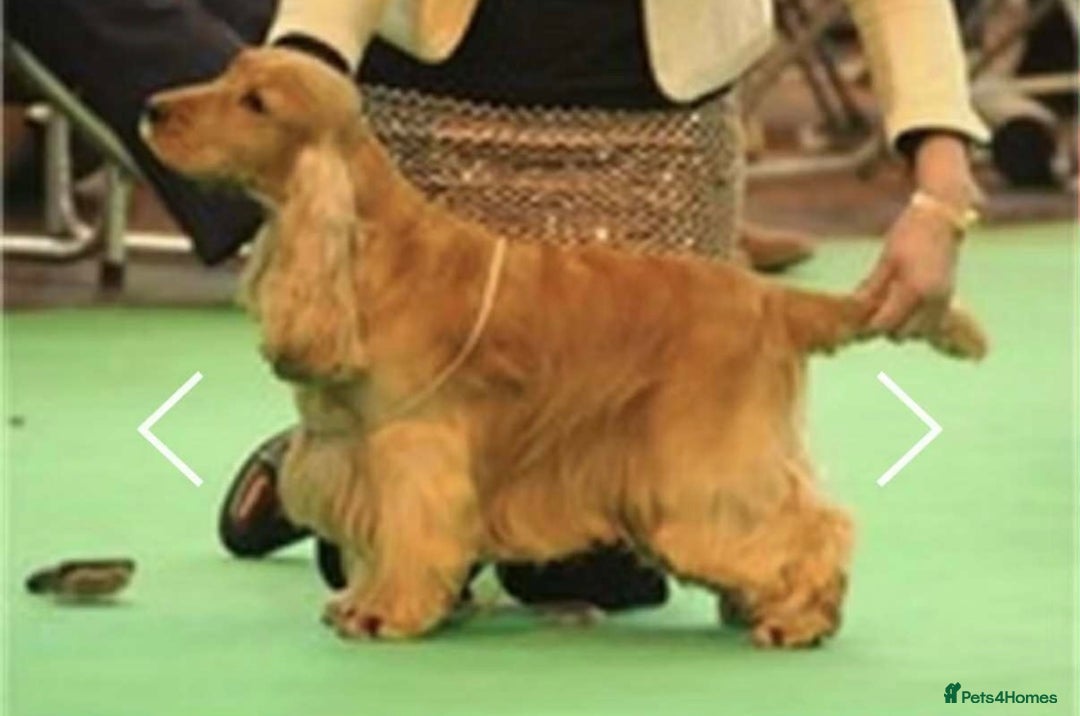Cocker Spaniel dogs for sale: KC Reg show Type Cocker Spaniels VILLASPANIOL sire - Image 24
