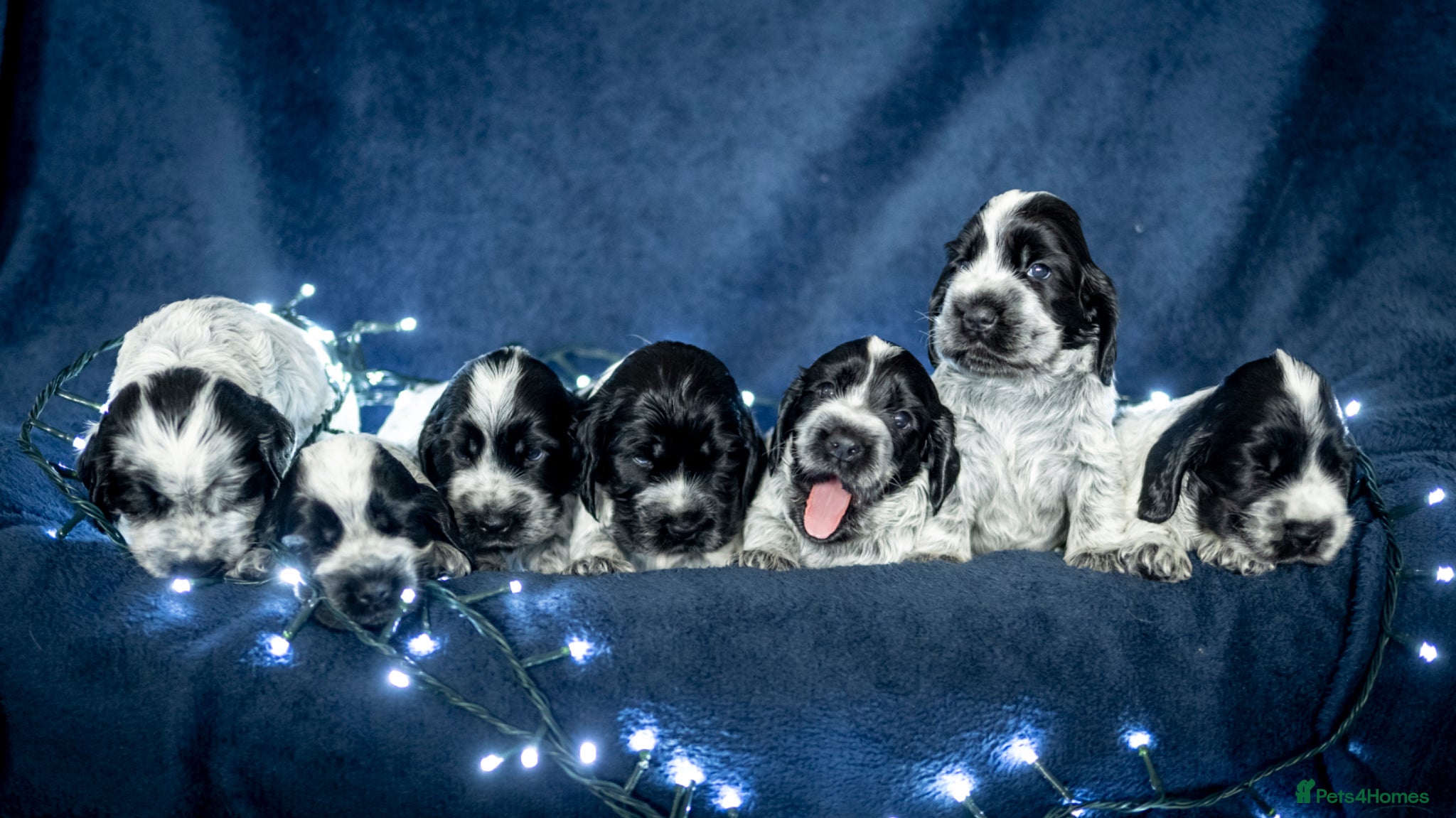 Cocker Spaniel dogs Blue Roan - Show - English cocker spaniels - Advert 16
