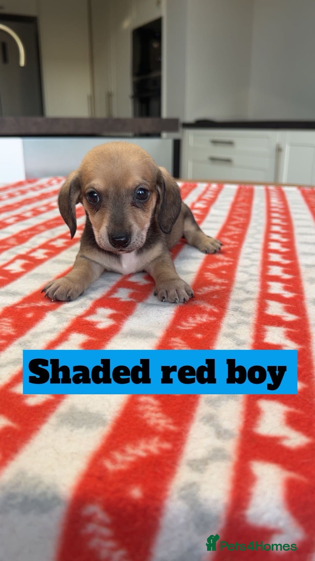 Miniature Dachshund dogs for sale: ***mini dachshunds *** - Advert 4