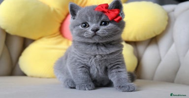 British Shorthair cats - Advert 4