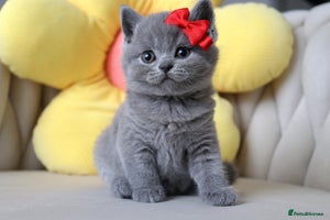 British Shorthair cats - Advert 1